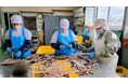 2024年度の本ししゃも製造を開始!北海道白糠町の伝統を受け継ぎ未来へとつなぐ