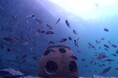 島根県海士町で「リーフボール藻礁」沈設。踏み出す藻場再生への第一歩
