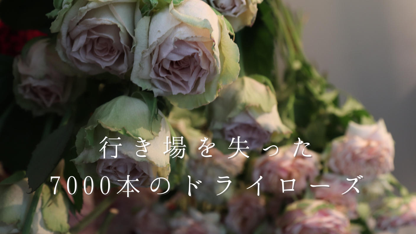 オリンピック関連イベントの中止により行き場を失った7000本のドライローズを届けたい 花と緑に関わるプロジェクト専門のクラファンサイト Tanetomi にて花の生産者応援プロジェクトを公開 株式会社jouroのプレスリリース