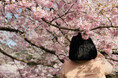 日光の桜シーズンは、長くて魅力いっぱい。歴史と自然が融合した、日光ならではの春