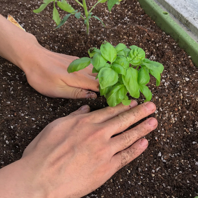 編集部で育てる野菜