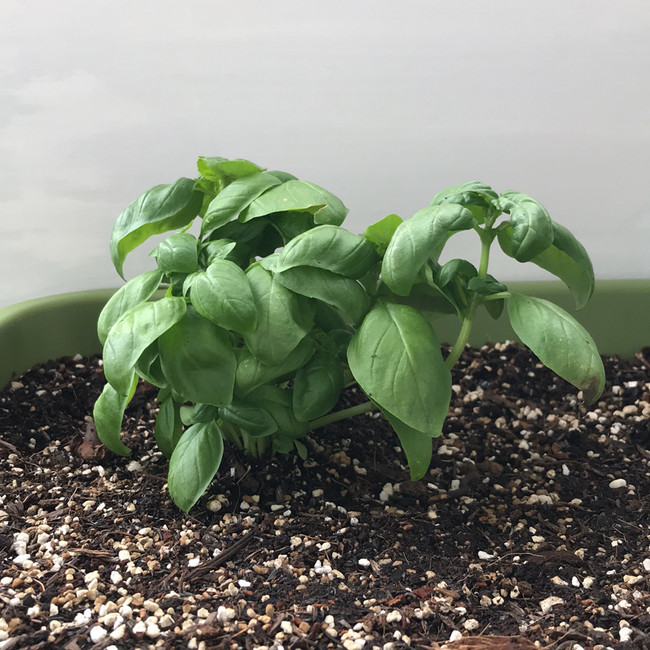 編集部で育てる野菜