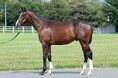 スマートレイアーの仔など豪華ラインナップ21頭!インゼルサラブレッドクラブ 2025年度募集馬発表