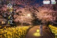 京都市「meetus山科-醍醐」連携事業として、山科疏水公園初の夜桜ライトアップを実施『山科区誕生50周年記念NAKED 夜さんぽ ―京都・山科―』開催決定
