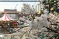 【ニュースレター】樹齢約70年の桜、開花予想は4月1日…!?お花見と一緒に楽しめる遊園地『浅草花やしき』