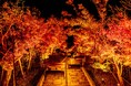 【長門湯本温泉】秋の夜に灯りに照らされる紅葉を楽しむ、「秋の夜長のそぞろ歩き」今年も開催決定｜開催日：2026年10月23日〜2026年11月29日