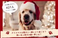 犬の飼い主に聞いた『愛犬とのクリスマスの過ごし方』を大調査。