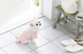 新発売 犬用ペットウェア「花粉対策カットソー」春のお散歩ライフを快適に、ペットとのくらしをもっと楽しく