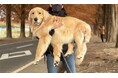 愛犬とのくらしで悩むあなたへ 育犬ノイローゼを乗り越えた女性からのメッセージ
