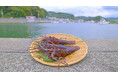 南伊豆町 伊勢海老まつり2026開催！旬の伊勢海老付きの夕食と温泉を満喫できる宿泊プランで旅へ出かけませんか