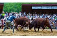 地域文化を体験する旅へ!東北唯一の闘牛を観戦、岩手の豊かな自然と文化を感じるツアー~2024年10月19日出発(1泊2日)