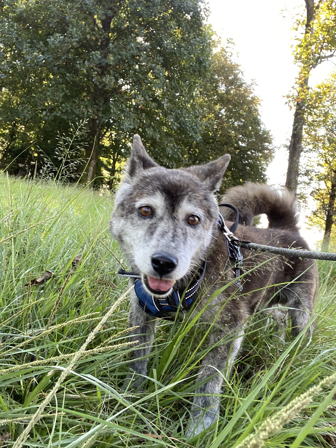 横浜の保護犬支援団体ケンの家は 保護犬たちの家族になってくださる方を募集中です 一般社団法人ケンの家のプレスリリース