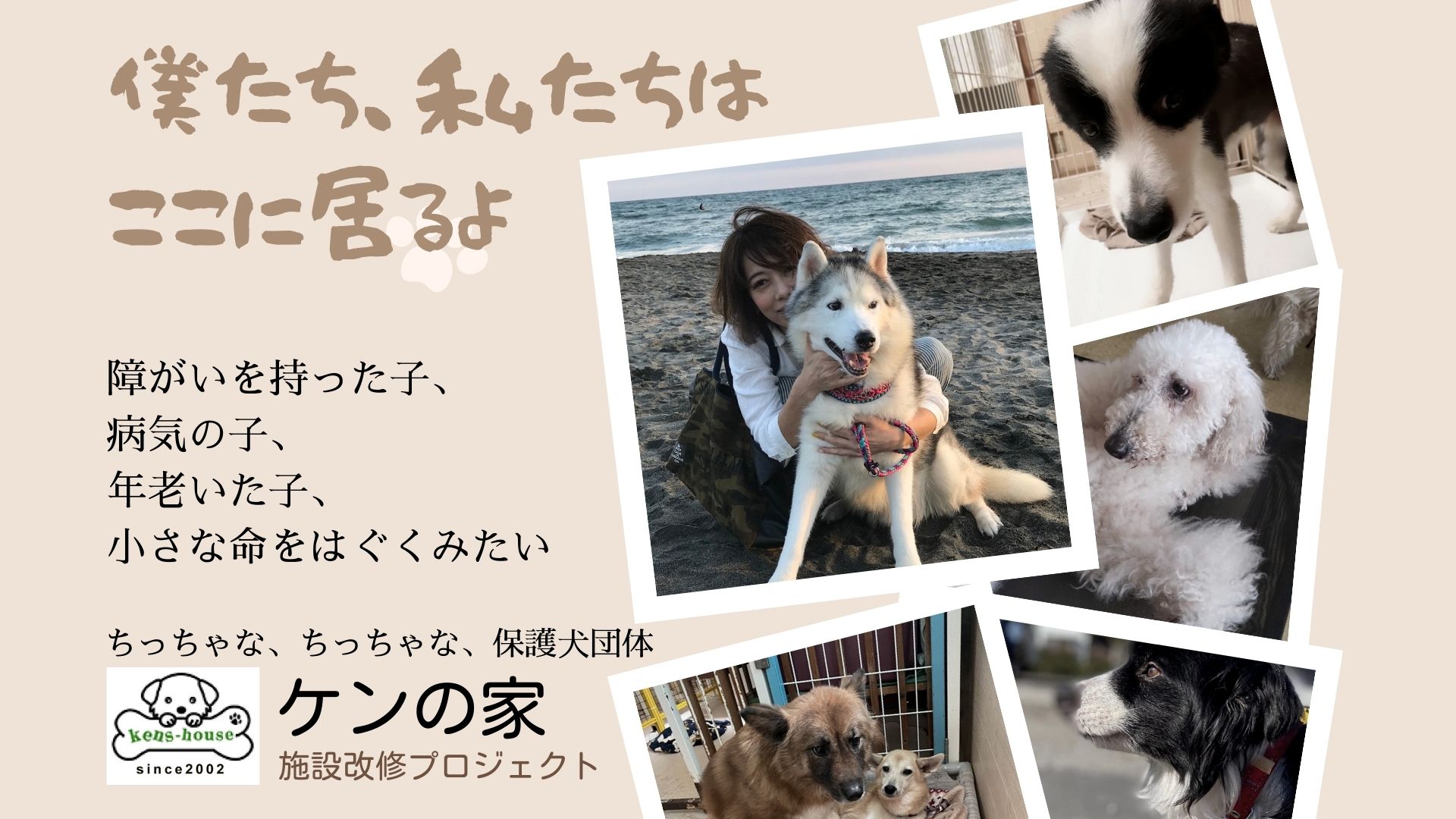横浜のちっちゃな保護犬 団体 ケンの家 が叶えたいおっきな夢 これからも保護活動を続け 最期まで心穏やかに過ごせる施設であるために クラウドファンディングに挑戦中 一般社団法人ケンの家のプレスリリース