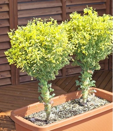 ブロッコリーの花