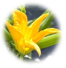 ズッキーニの花