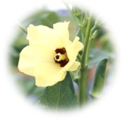 オクラの花