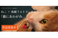 「ねこ写真」を募集中！阿波和紙ブランドのアワガミファクトリーがフォトコンテストを開催