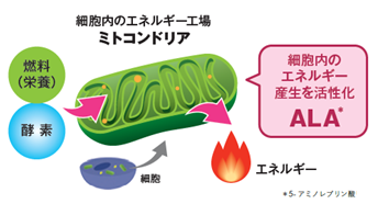 注目の成分 Ala 5 アミノレブリン酸 が多機能素材賞を受賞 ｓｂｉアラプロモ株式会社のプレスリリース