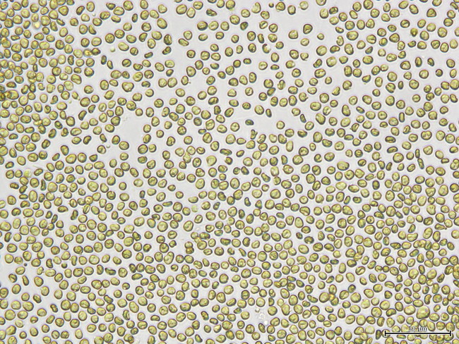 微細藻類Pavlova（パブロバ）