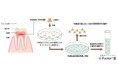 U-Factor®液による治療薬開発を目指す株式会社U-Factorが東京慈恵会医科大学と共同研究契約を締結