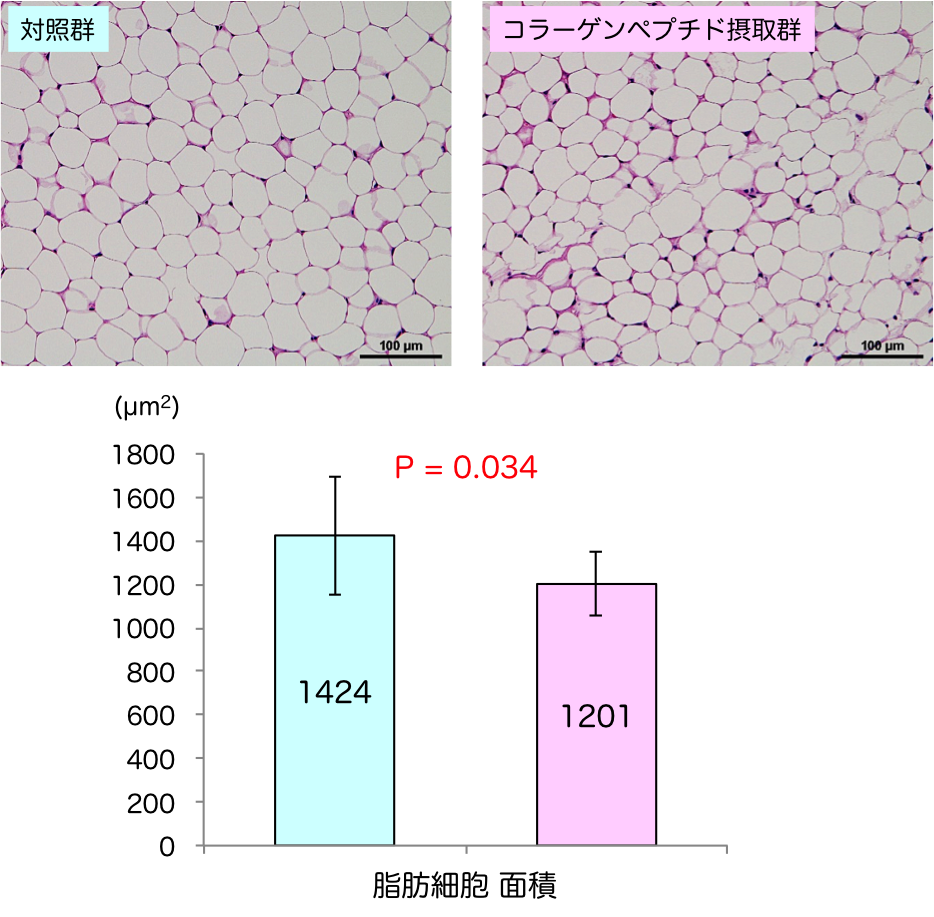 大特価 ニッピペプタイド【1000g】 その他 - abacus-rh.com