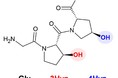 新規コラーゲン由来ペプチド「Gly-3Hyp-4Hyp」を発見 ― その高い安定性と細胞への機能