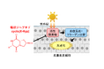 コラーゲン由来環状ジペプチド「cyclo(X-Hyp)」の高い光老化抑制作用と皮膚透過性を確認