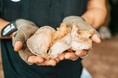 天然アナツバメの巣、その優位性を科学的に実証。天然物は、養殖物に比べ抗酸化力が1.9倍に。
