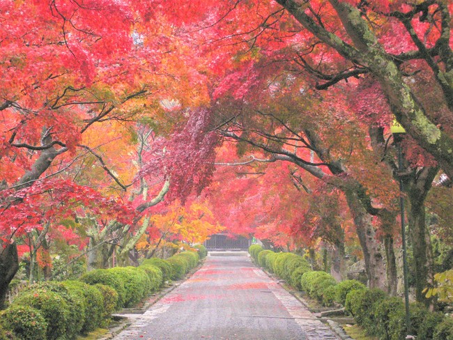 西教寺「もみじ参道」　紅葉イメージ