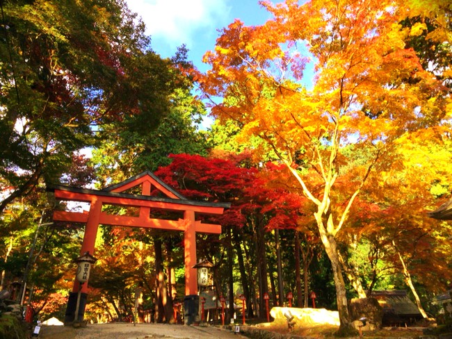 日吉大社　紅葉イメージ