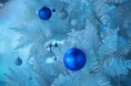 神戸の港の劇場型アクアリウム　átoa（アトア） 初めてのクリスマス企画！