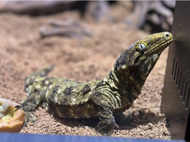 世界最大のヤモリが仲間入り！「ツギオミカドヤモリ」を展示【劇場型アクアリウム アトア/神戸】 | 兵庫関連のプレスリリース | 神戸新聞NEXT