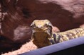 世界最大のヤモリが仲間入り!「ツギオミカドヤモリ」を展示【劇場型アクアリウム アトア/神戸】