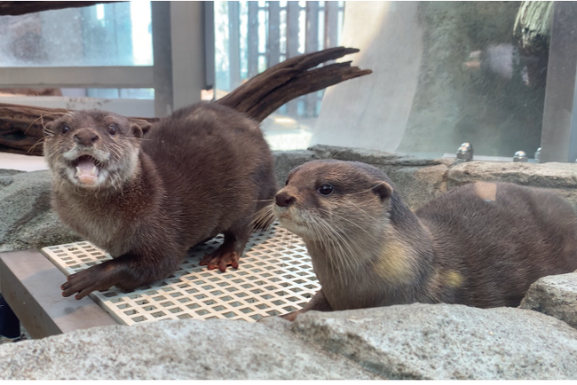 アトア4階SKYSHOREで暮らす コツメカワウソげんげん(左)・お浜(右)