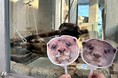 “きょとん顔”がたまらない！「コツメカワウソのうちわ」で推し活を楽しもう！【神戸の水族館｜アトア】