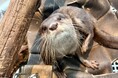 コツメカワウソ お浜 4歳の誕生日会!!一緒に誕生日をお祝いしましょう!【神戸の水族館│アトア】
