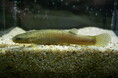 「ホトケドジョウ」の展示を開始!【アトア│神戸の港の水族館】