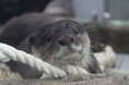 カワウソについて学びのWEBページを開設!!