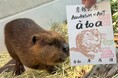 【誕生日記念】アメリカビーバー「マン」の魚朱印を期間限定で販売!