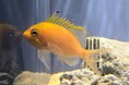 生きている姿はめったに見られない幻の深海性ハナダイの仲間「イッテンサクラダイ」を展示します【スマートアクアリウム静岡】