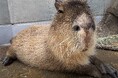 神戸の水族館"アトア"で暮らすカピバラの誕生日会を開催します!大好物モリモリの飼育員手作りケーキをプレゼント!