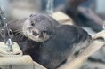 アトア世界カワウソの日2025開幕!