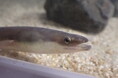 企画展「海で採れたウナギ展」を開催します!【神戸の港の水族館 átoa】