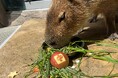 バースデーケーキを作ってもらえる方を大募集！カピバラの誕生日を一緒にお祝いしましょう！【神戸の港の水族館 アトア】