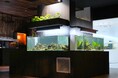 【広島もとまち水族館】水族館の魚が野菜を育てる！？　　　　　　　循環型農業『アクアポニックス』の展示を開始いたします。