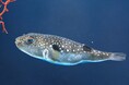 夏の特別企画「海と星の七夕展」と期間限定の魚朱印「アマノガワテンジクダイ」の販売！【広島もとまち水族館】