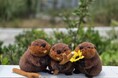 アトアの生きものが新グッズに！飼育員監修のビーバーのぬいぐるみ＆ポルカドットスティングレイのアクセサリーが登場