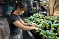 【AQUARIUM×ART átoa】20名限定！開館前のアトアで野菜を収穫！？普段は体験できないプレミアムなゾウガメ餌やり体験を開催します