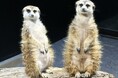 広島もとまち水族館『First Anniversary～生命の舞台、1年の軌跡～』第1弾ミーアキャット愛称募集と新展示ボールニシキヘビ公開