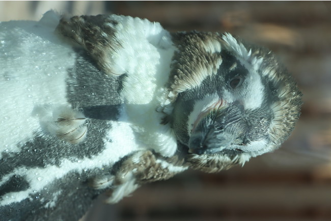 換羽中の姿 換羽中の姿